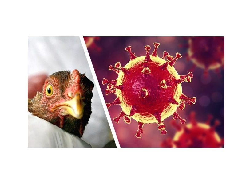 В ВОЗ предупредили об угрозе новой пандемии из-за птичьего грипп.